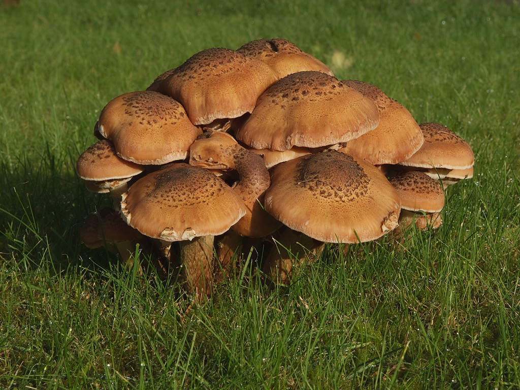 Armillaria ostoyae Sombere honingzwam 